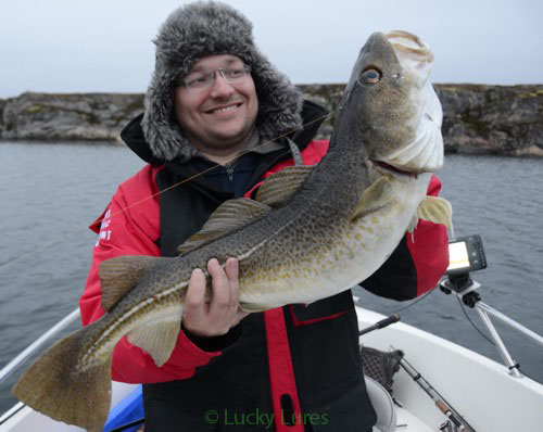 Schöner Dorsch aus dem Schärengebiet Vikna in Norwegen.